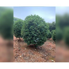 桂花树苗求购 肥西鑫海园 池州桂花树苗