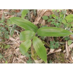 池州黄精苗 多花姜型黄精苗 皖丰中药科技