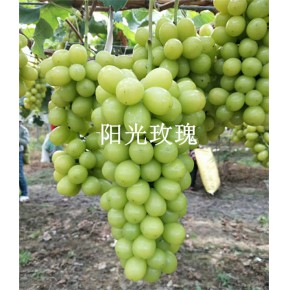抗寒葡萄苗 池州葡萄苗 丰华北方基地批发销售