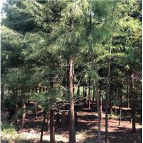 落羽杉价格 池州落羽杉 佳邦