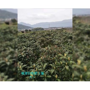 张桂杨花木  苗木花卉 池州苗木